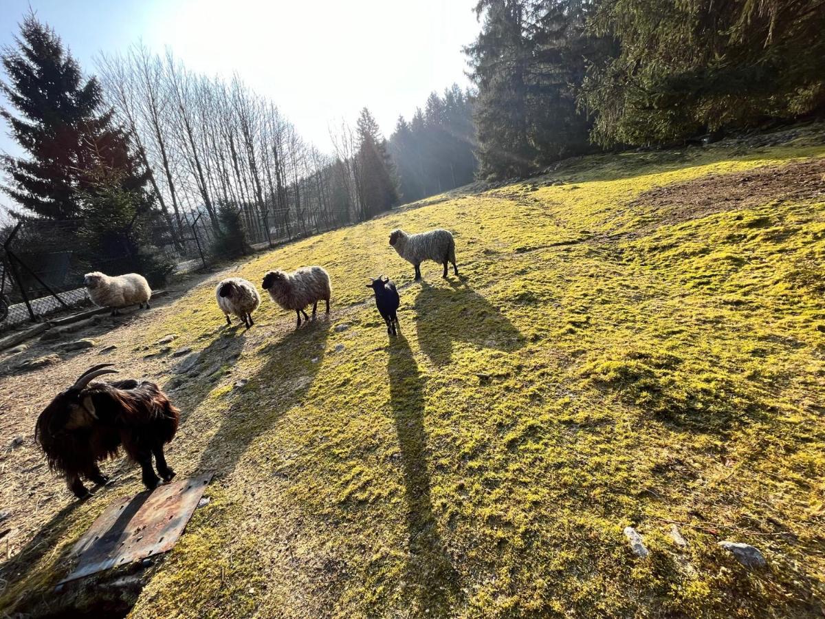 Ferme Des Jonquilles 15P - Billard, Ps4, Salle De Sport Gérardmer Zewnętrze zdjęcie