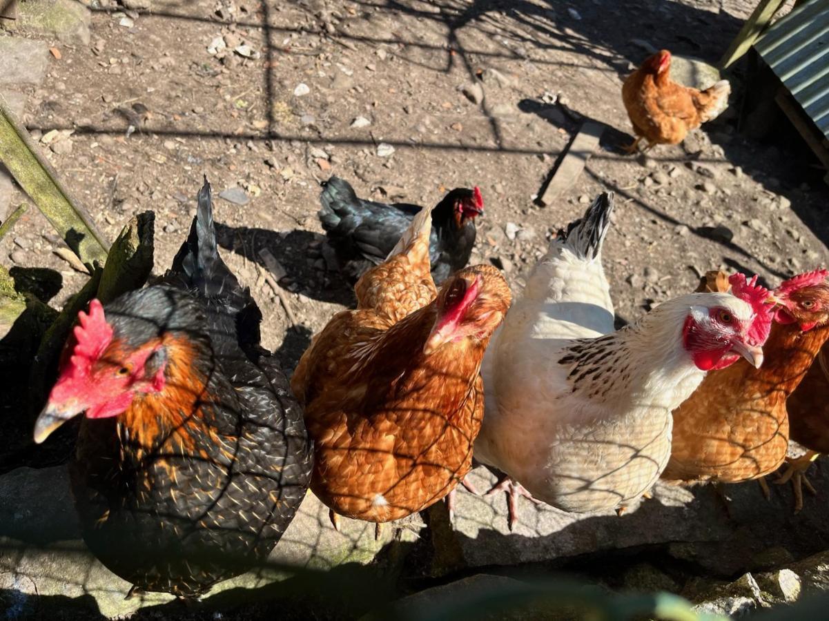 Ferme Des Jonquilles 15P - Billard, Ps4, Salle De Sport Gérardmer Zewnętrze zdjęcie